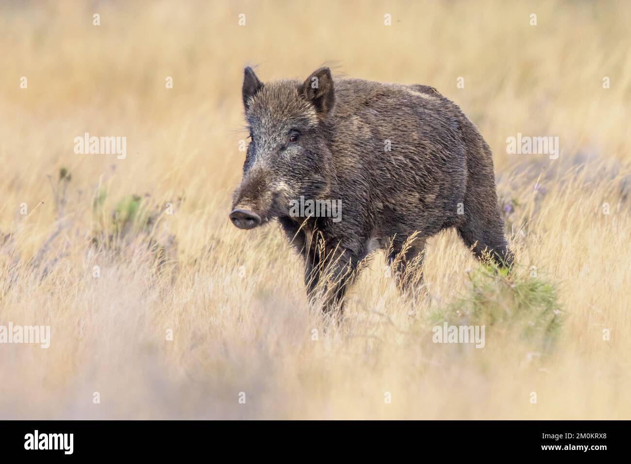 Wild boar (Sus scrofa). This animal is a suid native to much of Eurasia and North Africa, and has been introduced to the Americas and Oceania. Stock Photo