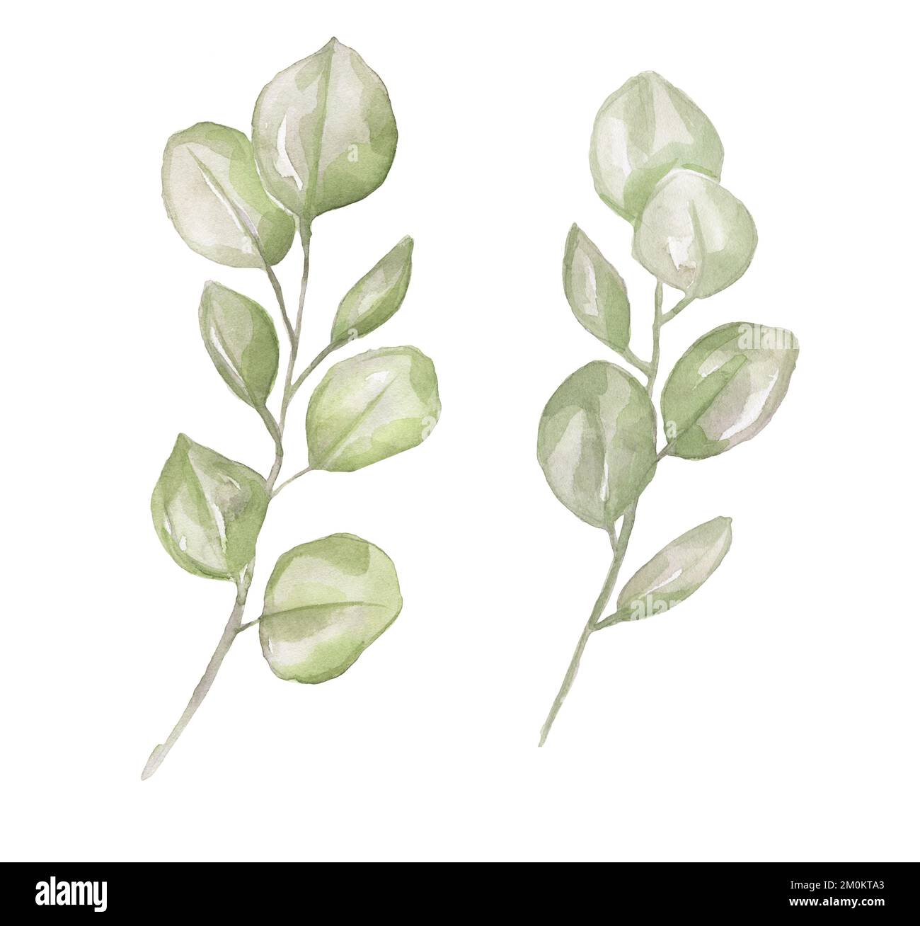 Watercolor eucalyptus clipart, greenery branches set, delicate spring