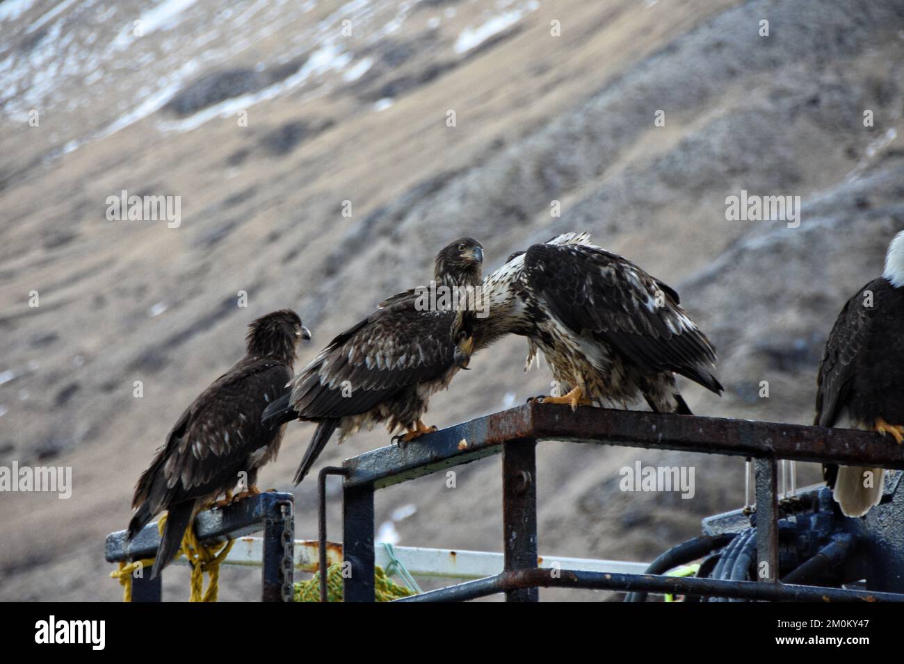 A view of the alaskan gold eagles perched on a metallic pole Stock Photo