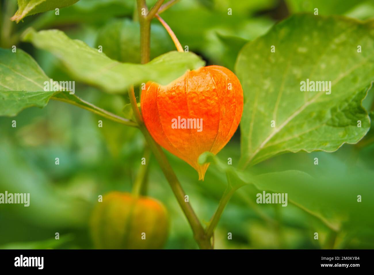 Physalis, cape gooseberry hangs on the bush. Orange fruit with green leaves. Vitamin rich fruit. Close up from garden Stock Photo