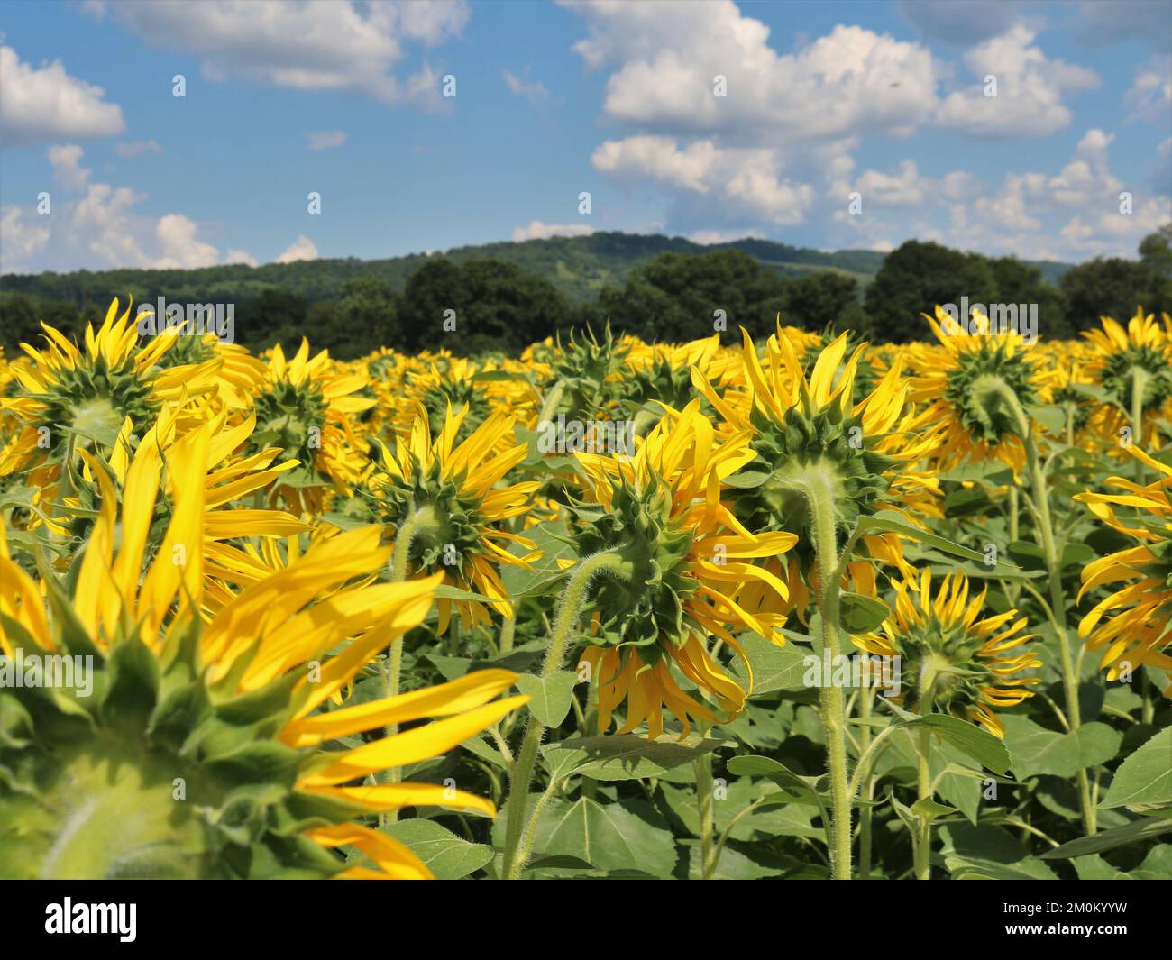 Sunflowers facing the sun hi-res stock photography and images - Alamy