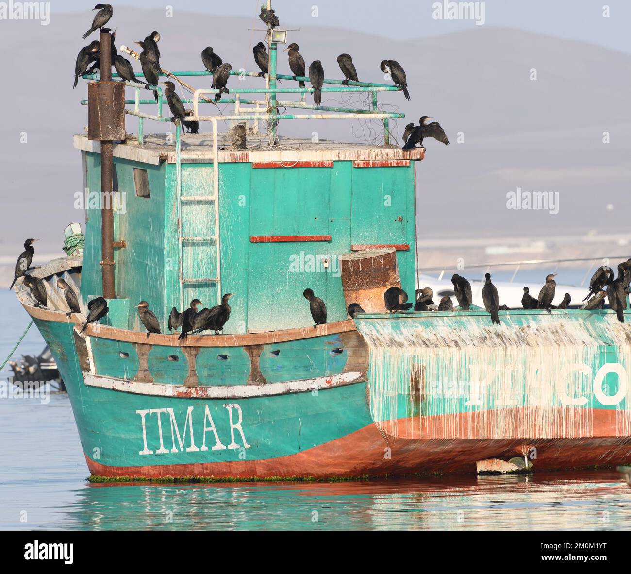 Neotropic cormorants (Nannopterum brasilianum) roost on a boarded-up fishing boat. Paracas, Ica, Peru. Stock Photo