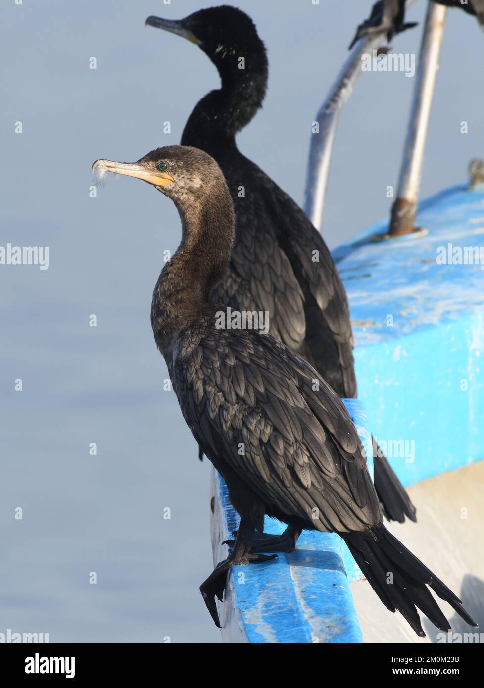 A neotropic cormorant (Nannopterum brasilianum) perches on a fishing boat anchored off the sandy beach at Paracas. Paracas, Ica, Peru. Stock Photo