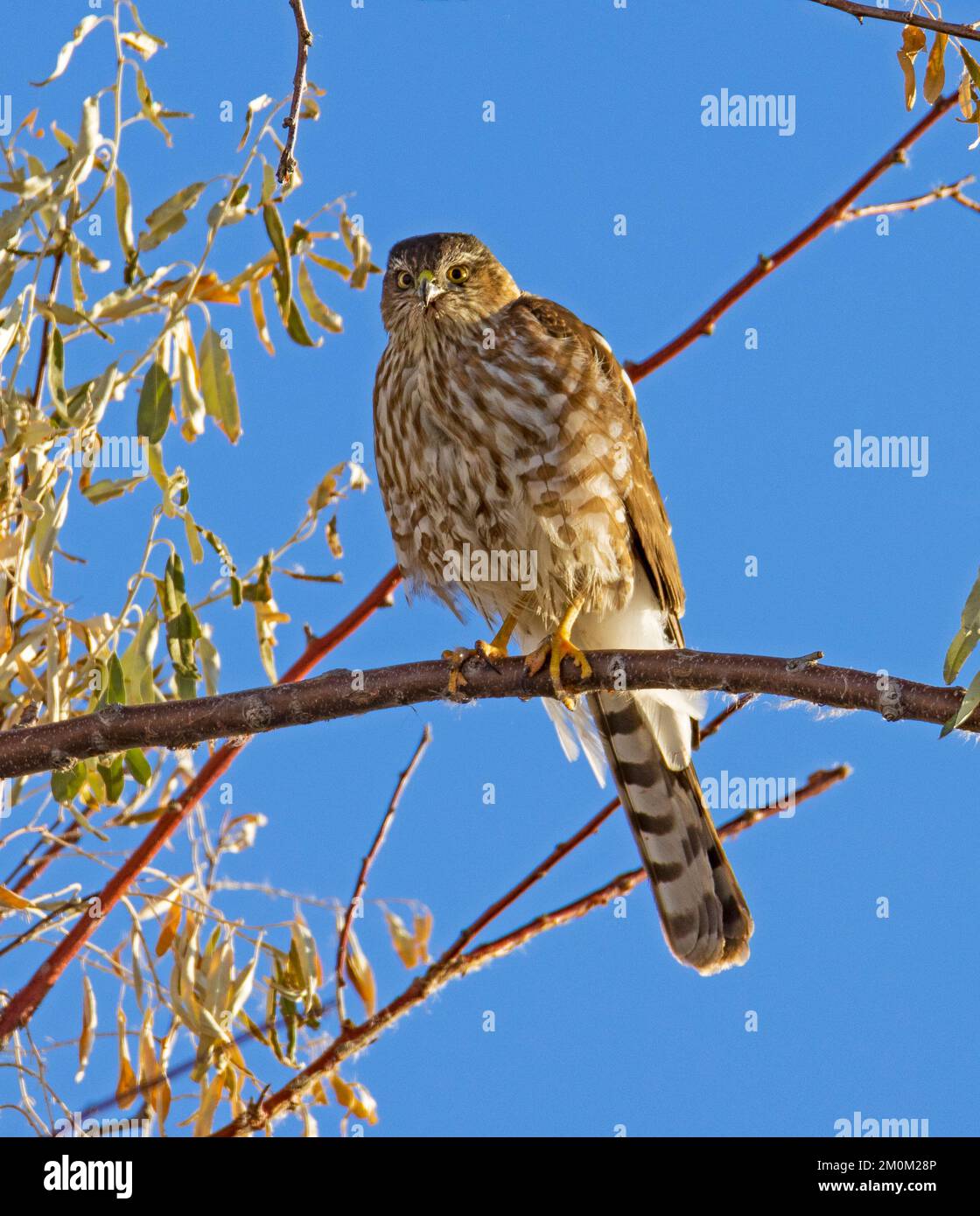 A Cooper's Hawk (Accipter cooperii) perches on a Russian Olive tree (Elaeagnus angustifolia) in Eccles Wildlife Education Center, Farmington, Utah USA. Stock Photo