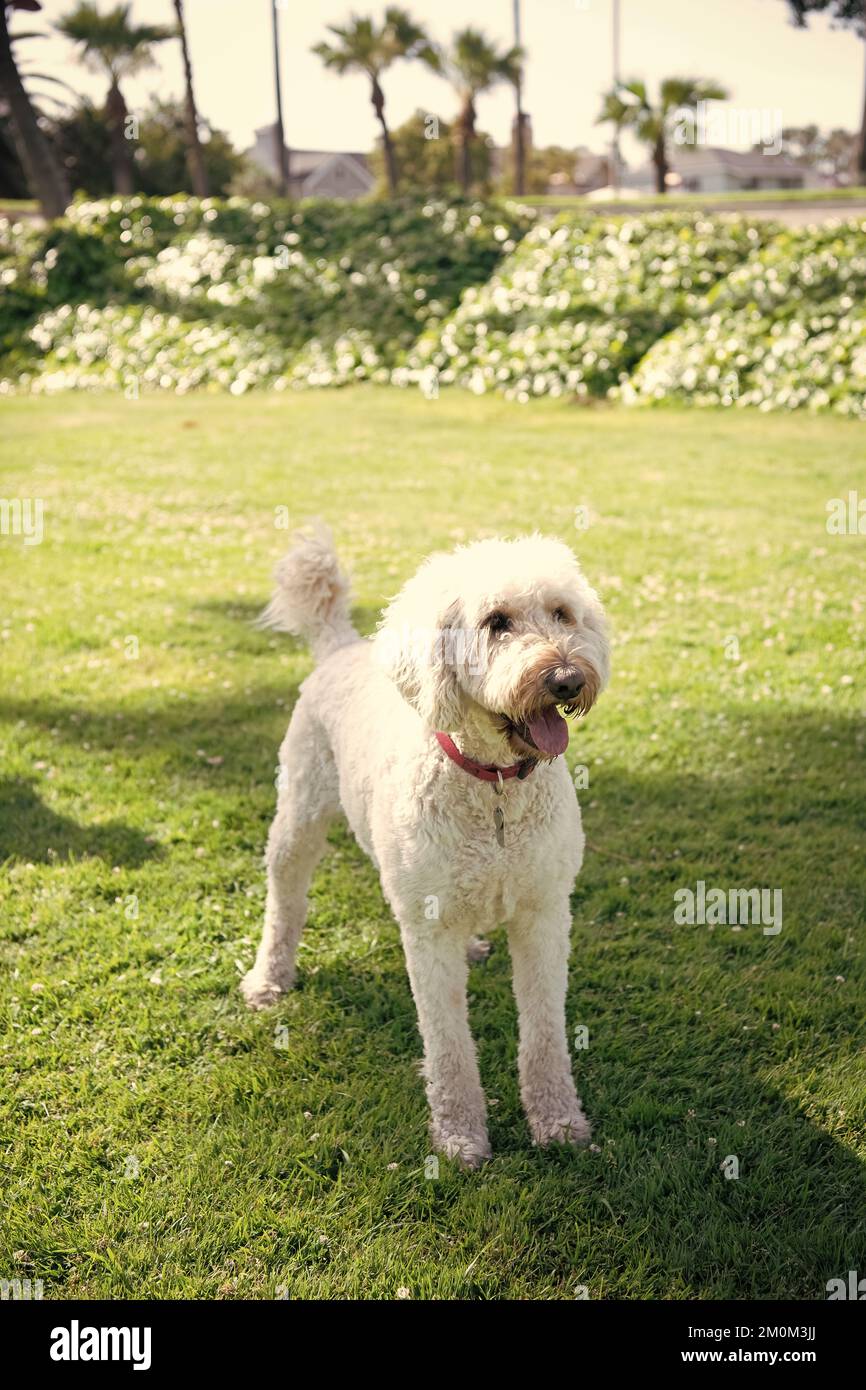 The old English Sheepdog and the South Russian shepherd dog on the lawn.  Adobe RGB Stock Photo - Alamy