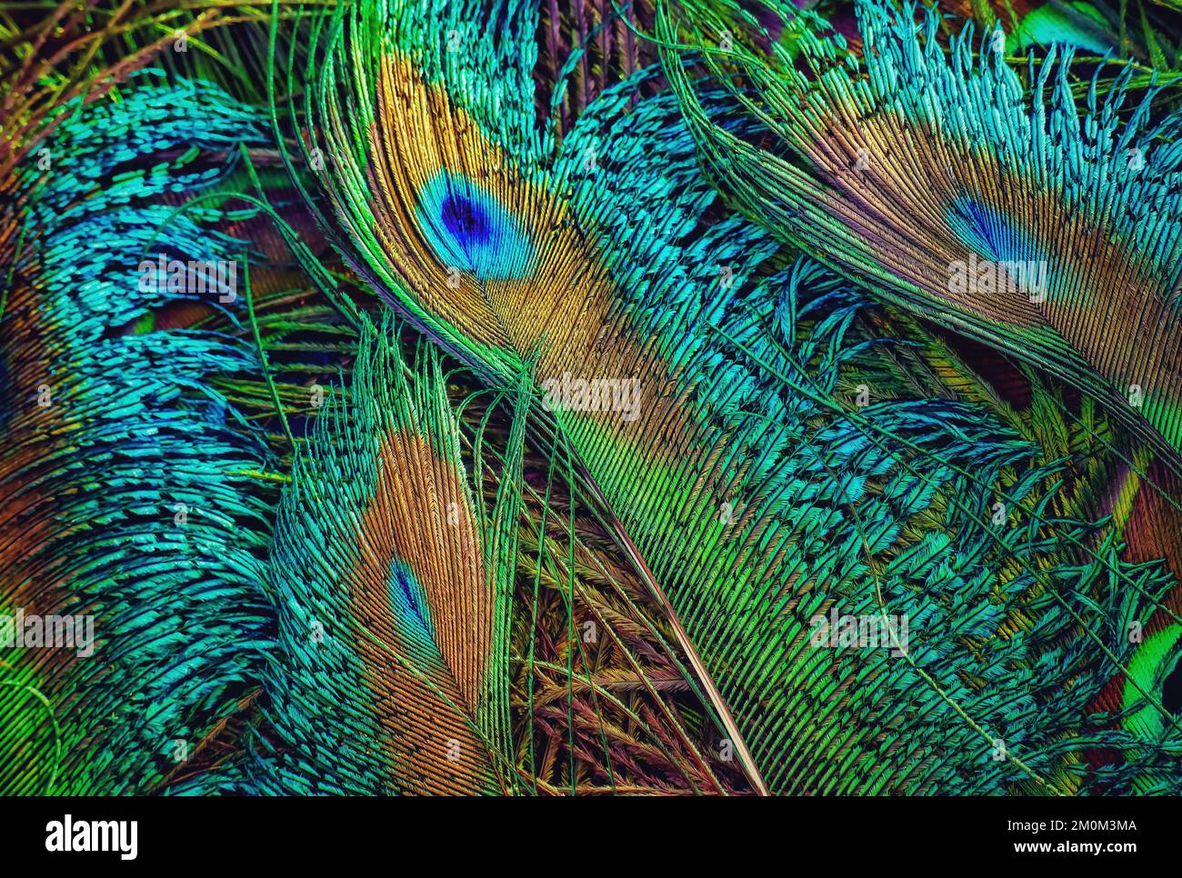 Beautiful, Bright, green feathers closeup. feathers isolated. Stock Photo