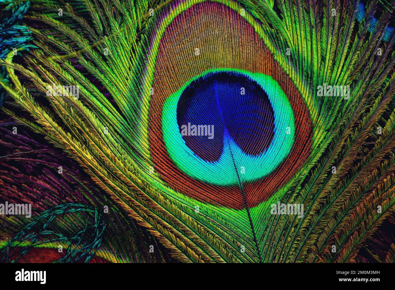 Bright, peacock feather closeup. Single feather isolated. Stock Photo