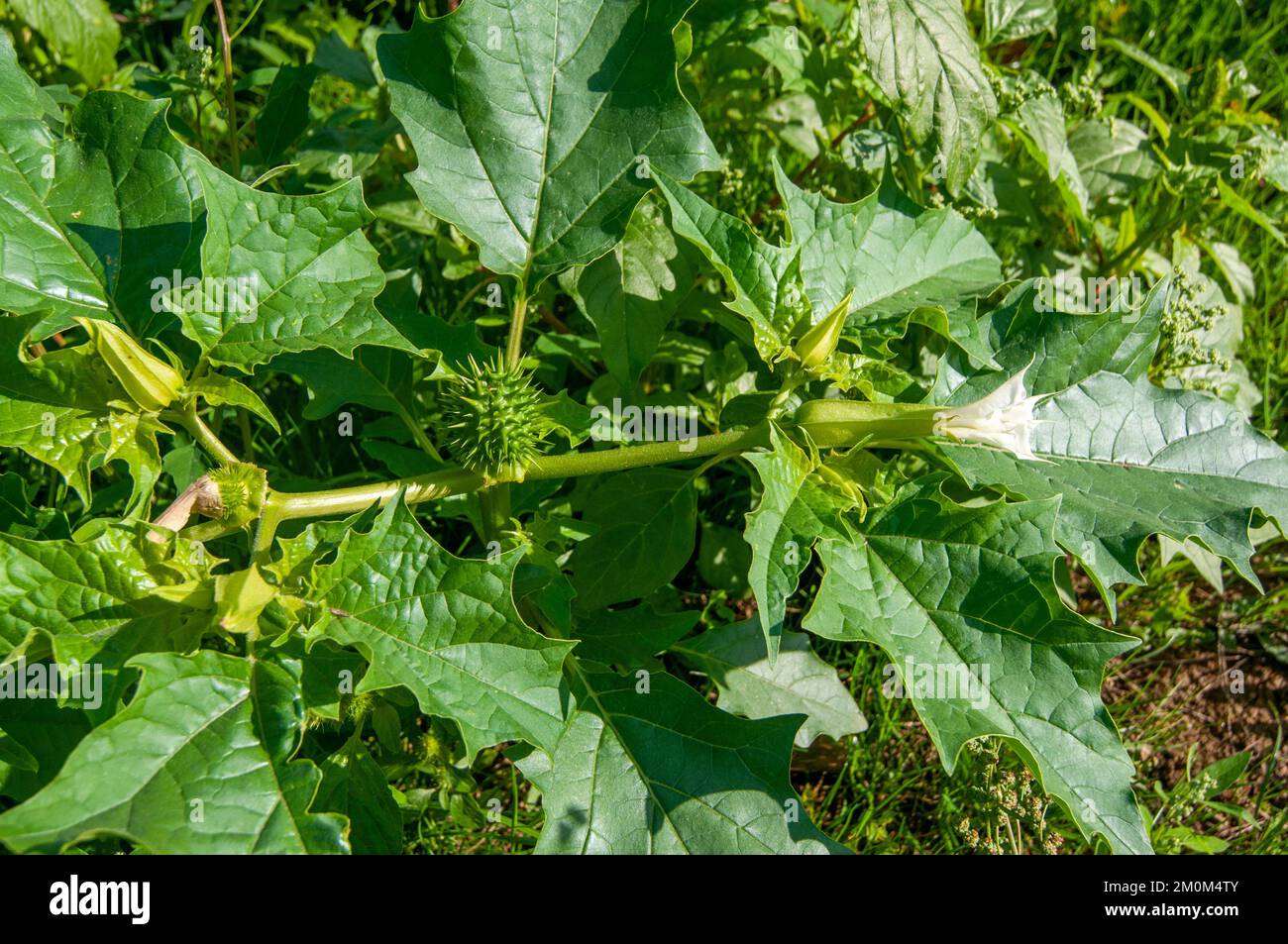 Ricinus communis, the castor bean or castor oil plant, is a species of perennial flowering plant in the spurge family, Euphorbiaceae. It is the sole s Stock Photo