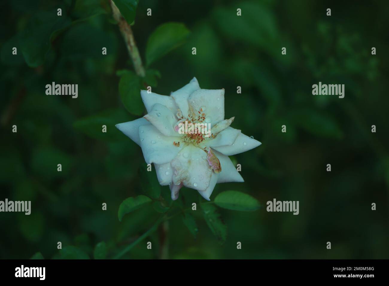 White rose growing in hi-res stock photography and images - Alamy