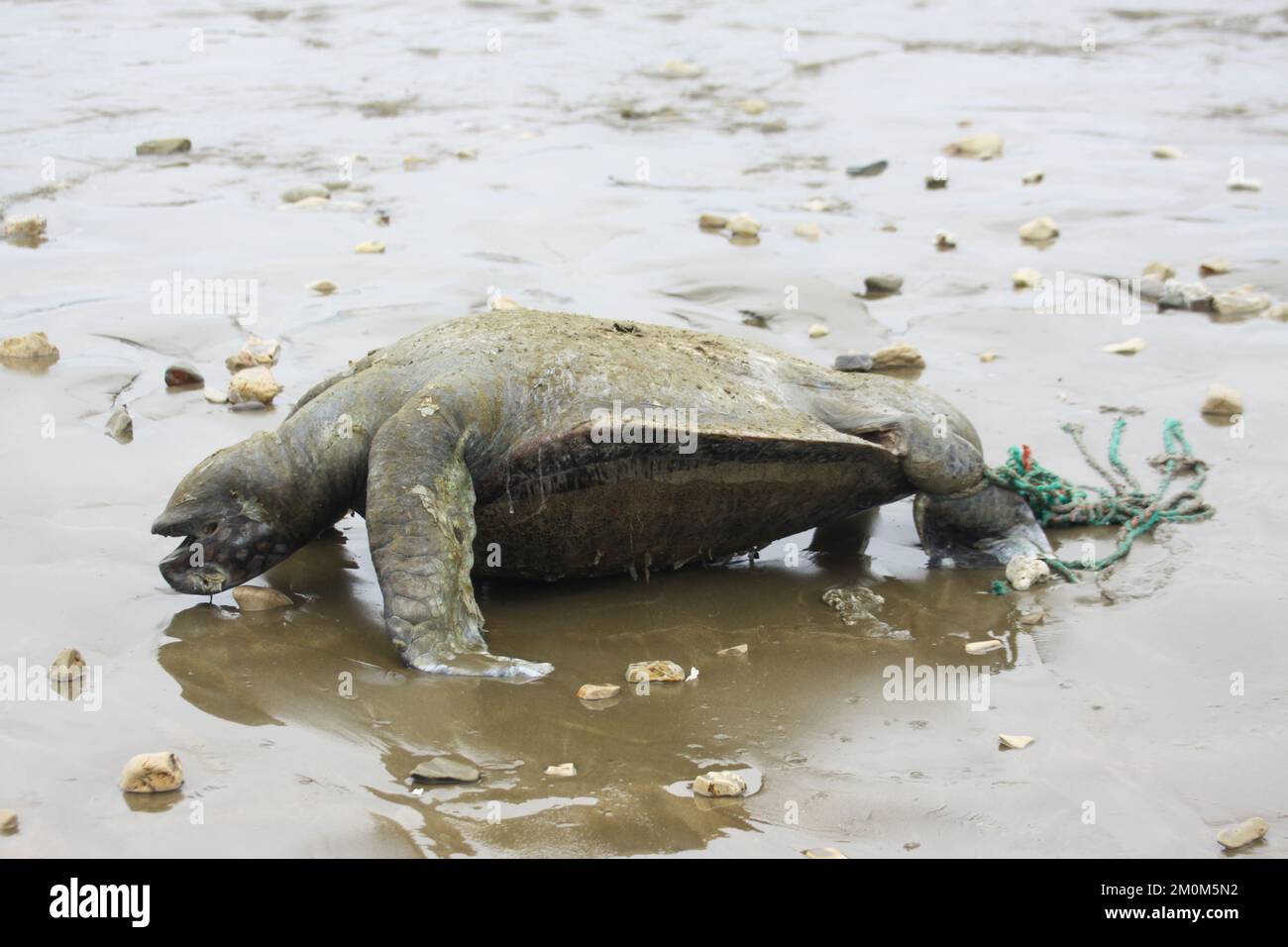 Sea Turtle trapped in nylon rope Photographed at Puerto Lopez, Ecuador Stock Photo