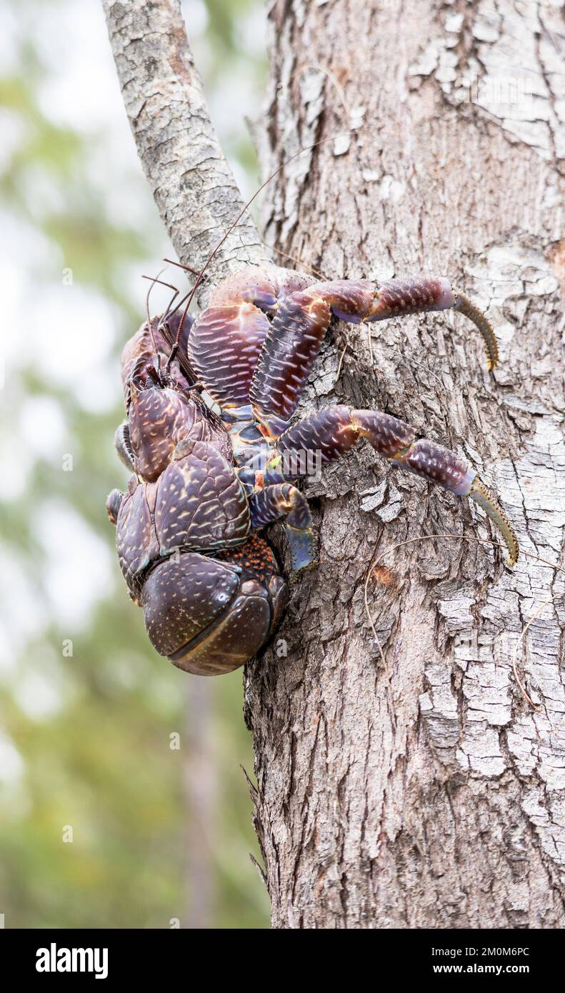 The Robber or Coconut Crab is the largest member of the Hermit Crab family and has adapted to a terrestrial lifestyle. They are adept at climbing Stock Photo