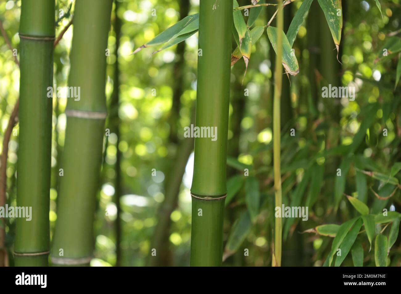 Pals Spain late July 2022 close up of bushy green bamboo in summer natural sunlight Stock Photo