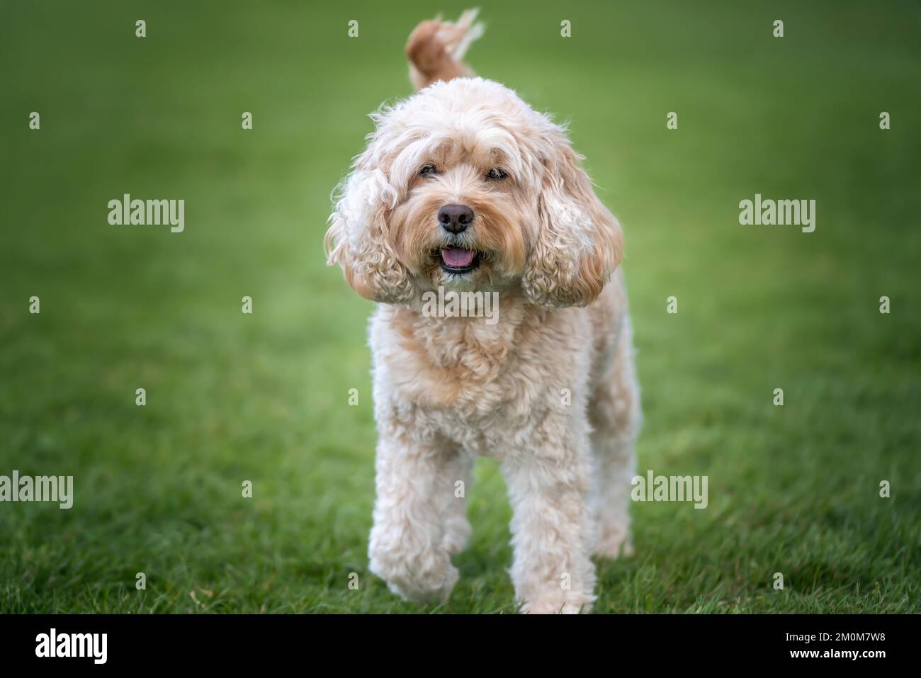 Seven year old Cavapoo very close up and very happy in the park Stock