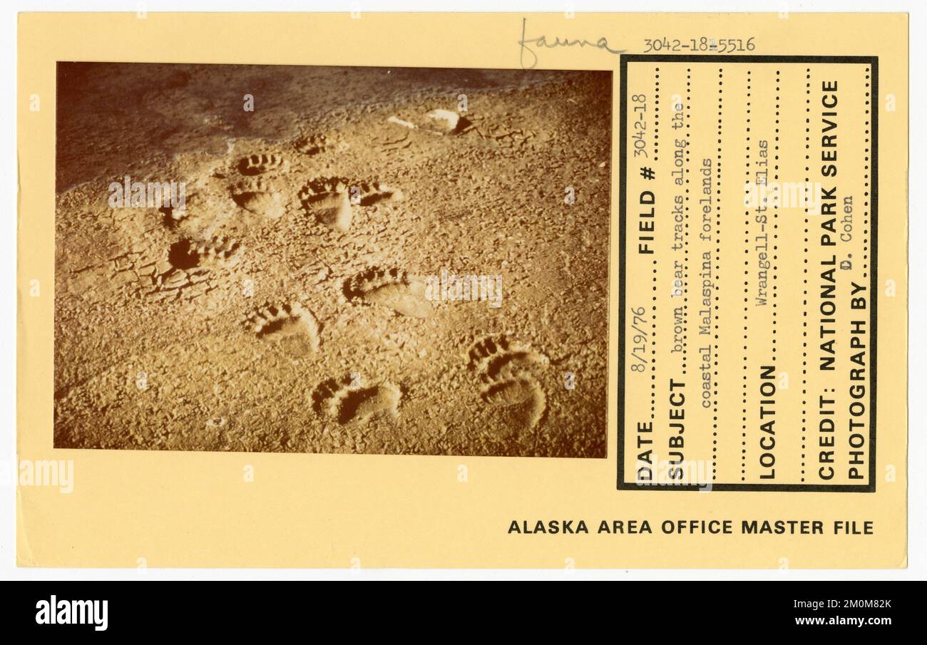 Brown bear tracks along the coastal Malaspina forelands. Alaska Task Force Photographs Stock Photo