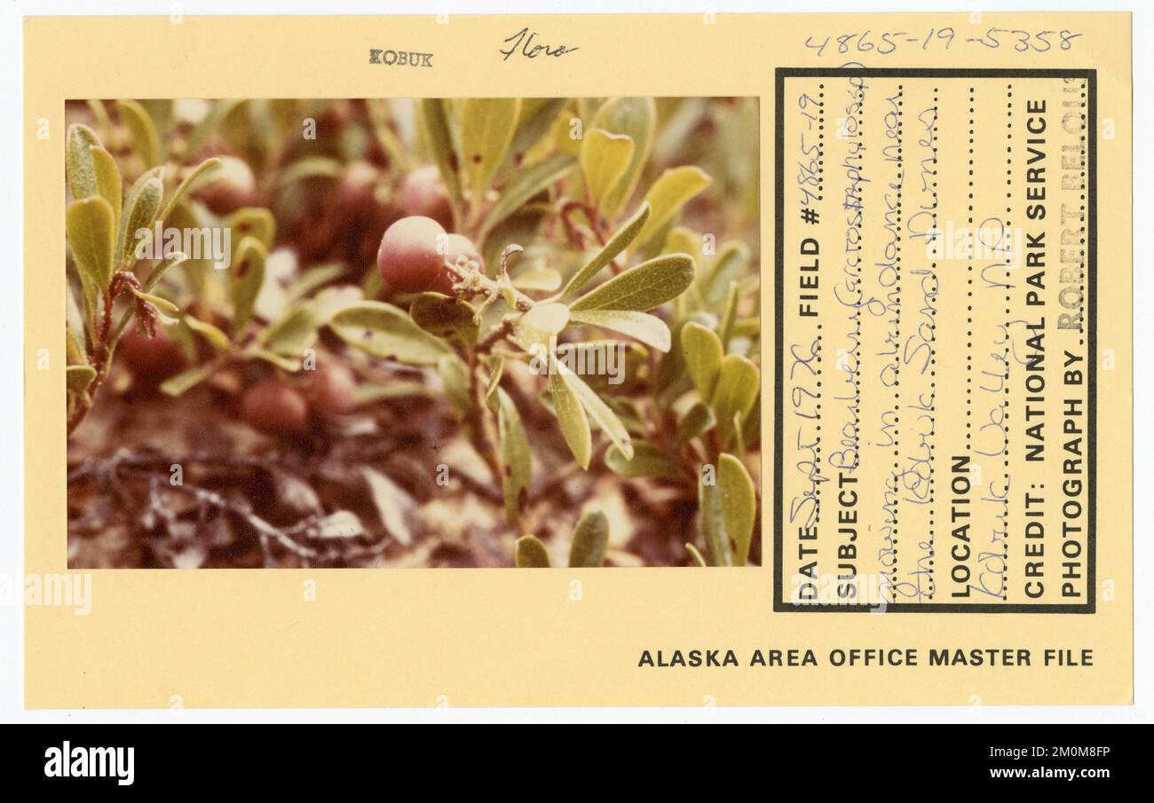 Bearberry (Arctostaphylos sp.) growing in abundance near the Kobuk Sand Dunes. Alaska Task Force Photographs Stock Photo