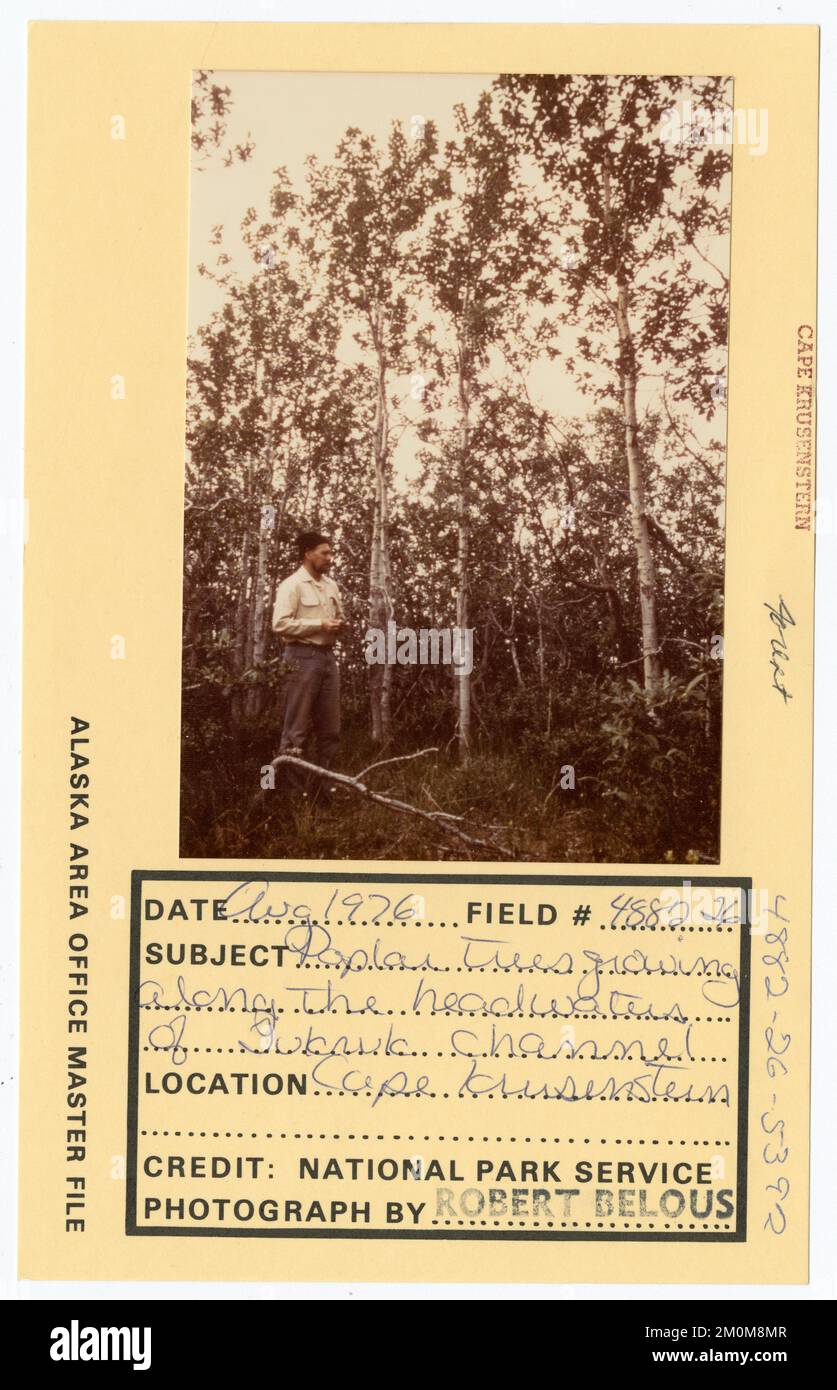Poplar trees growing along the headwater of Tukauk Channel. Alaska Task
