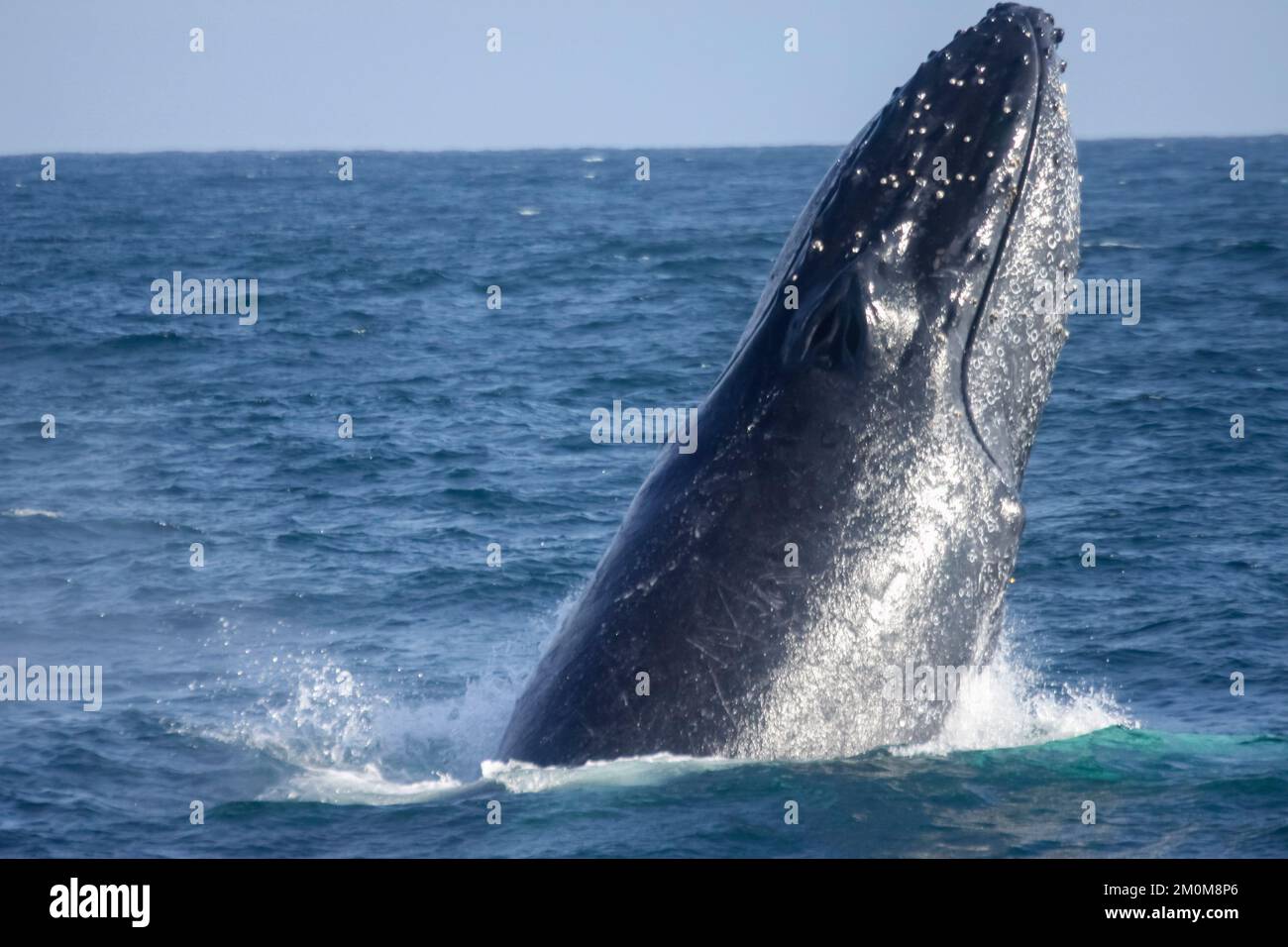 Humpback Whale watching safari tour at Puerto Lopez, Ecuador Humpback ...