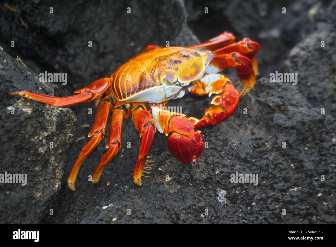 red rock crab, aka Sally lightfoot crab (Grapsus grapsus) on lava, Galapagos. Stock Photo