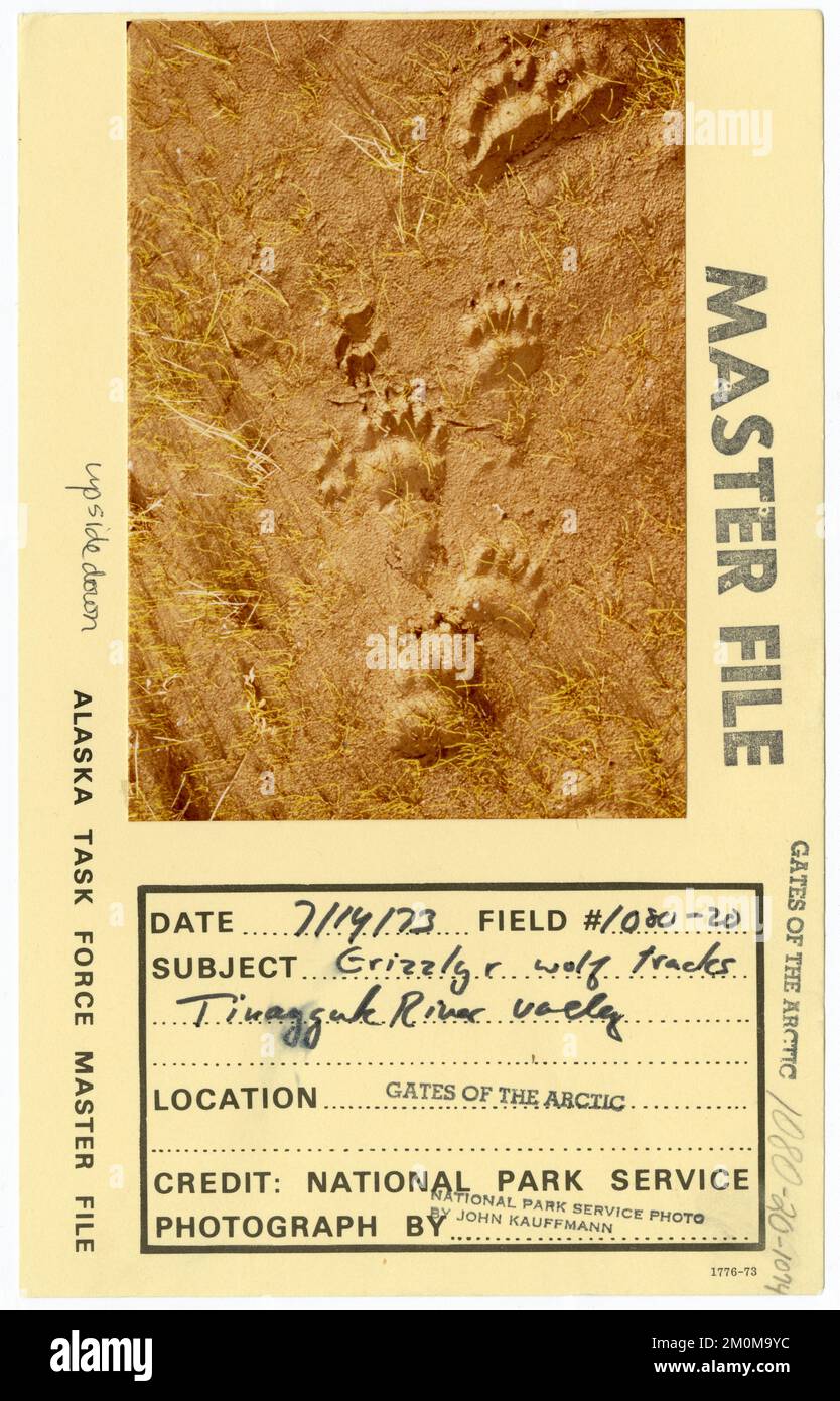 Grizzly & wolf tracks Tinayguk River valley. Alaska Task Force Photographs Stock Photo