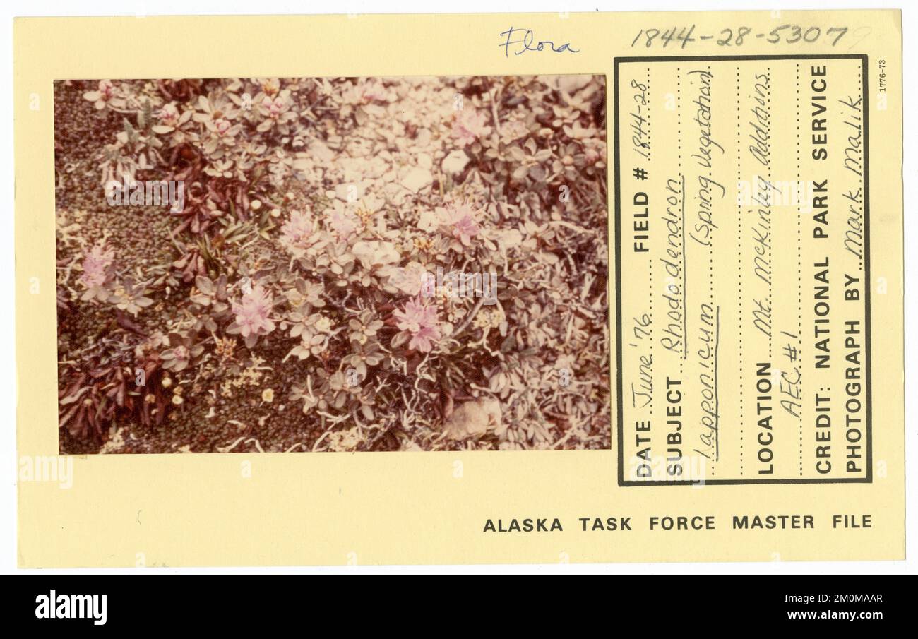 Rhododendron lapponicum (spring vegetation). Alaska Task Force Photographs Stock Photo