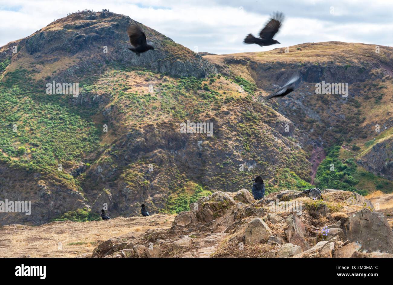 Black carrion birds,which the hill named after,circling and perched on the rocky mountain,,overlooking the Edinburgh city skyline,Arthurs Seat summit Stock Photo