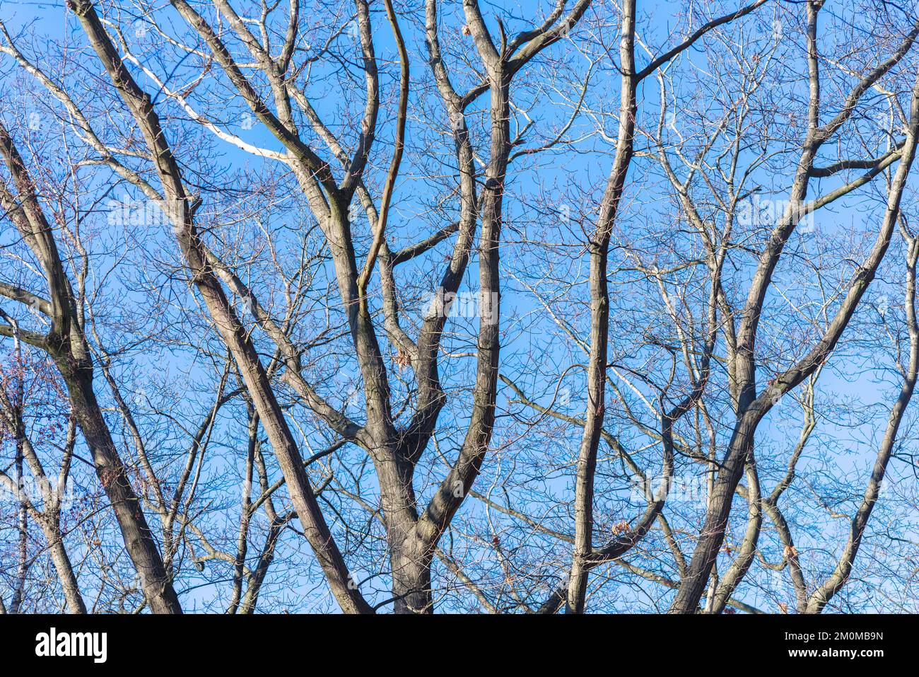 tree branches belonging to a large tree against a blue sky Stock Photo