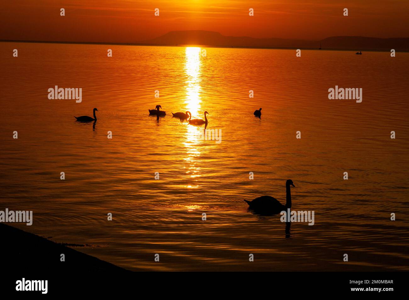 A flock of swans swimming in Lake Balaton at sunset Photographed at