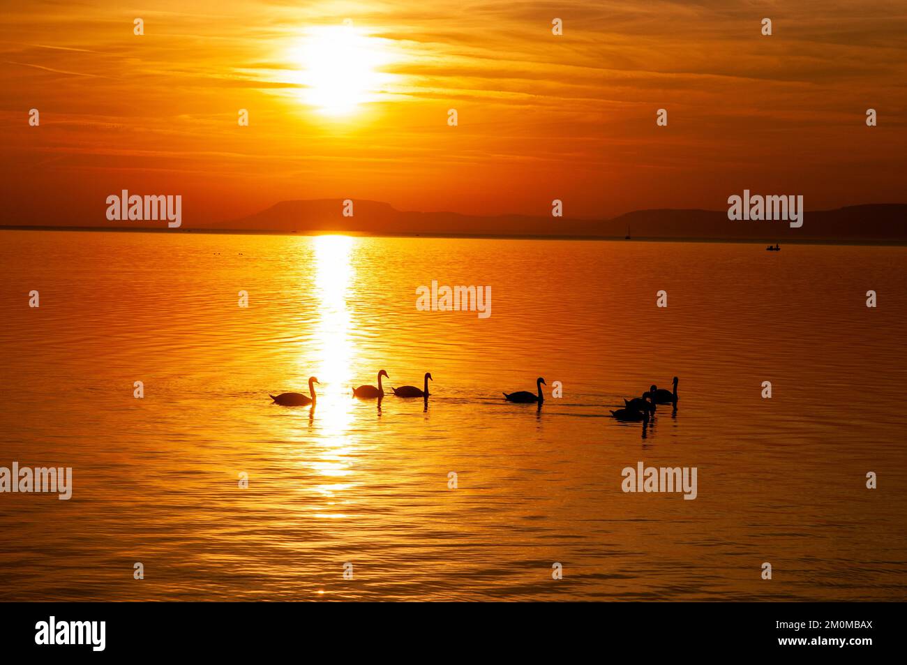 A flock of swans swimming in Lake Balaton at sunset Photographed at
