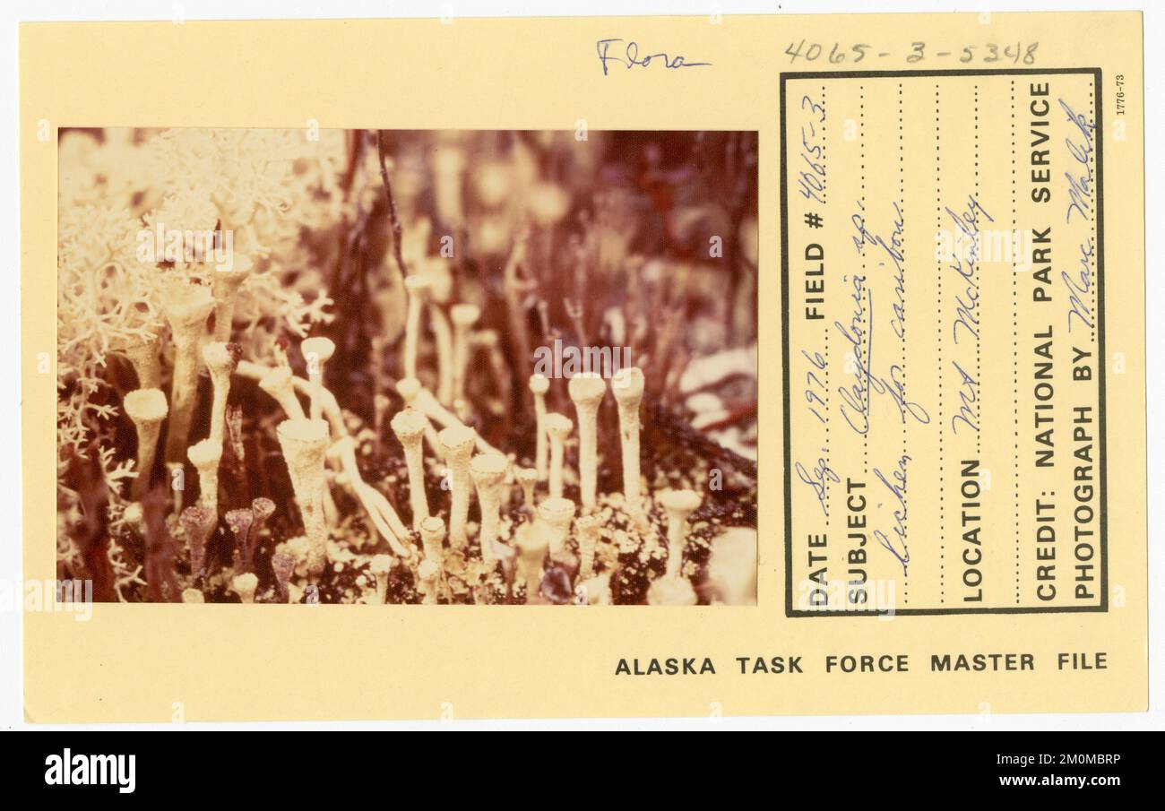 Cladonia sp lichen for caribou. Alaska Task Force Photographs Stock Photo