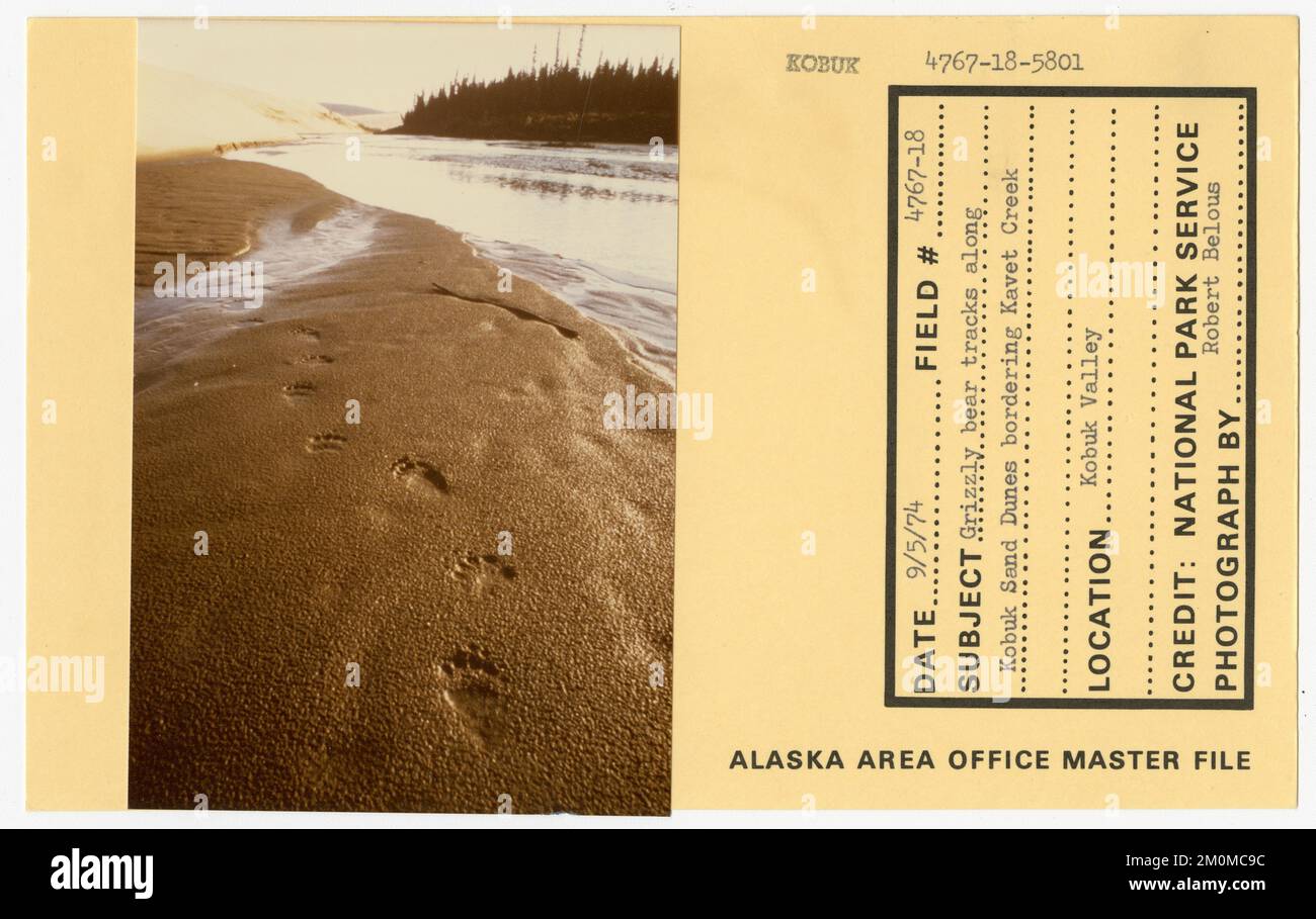 Grizzly bear tracks along Kobuk Sand Dunes bordering Kavet Creek. Alaska Task Force Photographs Stock Photo