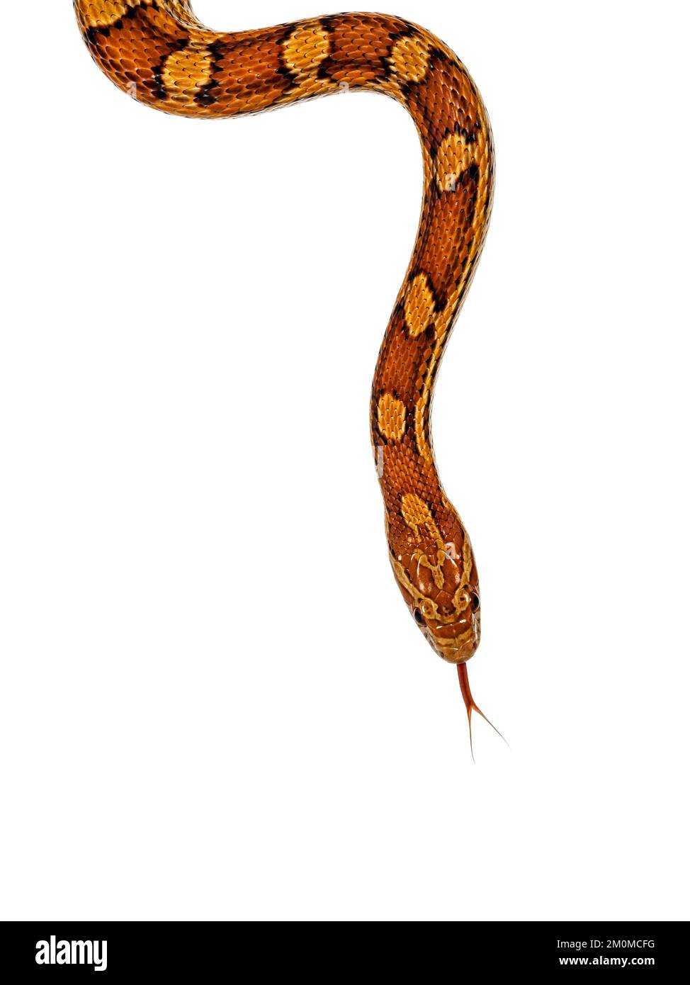 Head shot of normal colored Corn Snake aka Red rat snake or