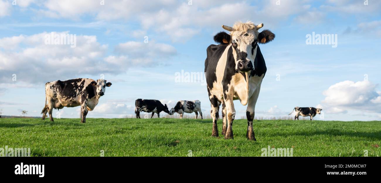 black and white cows in green grassy belgian meadow of countryside between brussels and charleroi under blue sky Stock Photo