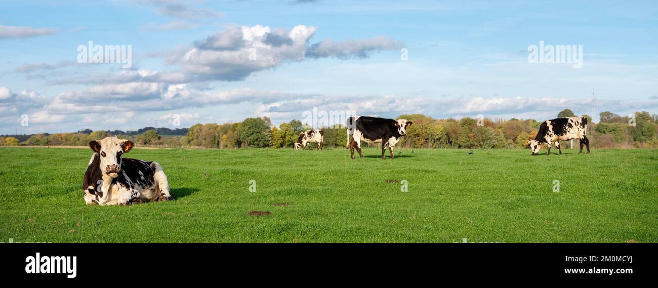 black and white cows in green grassy belgian meadow of countryside between brussels and charleroi under blue sky Stock Photo