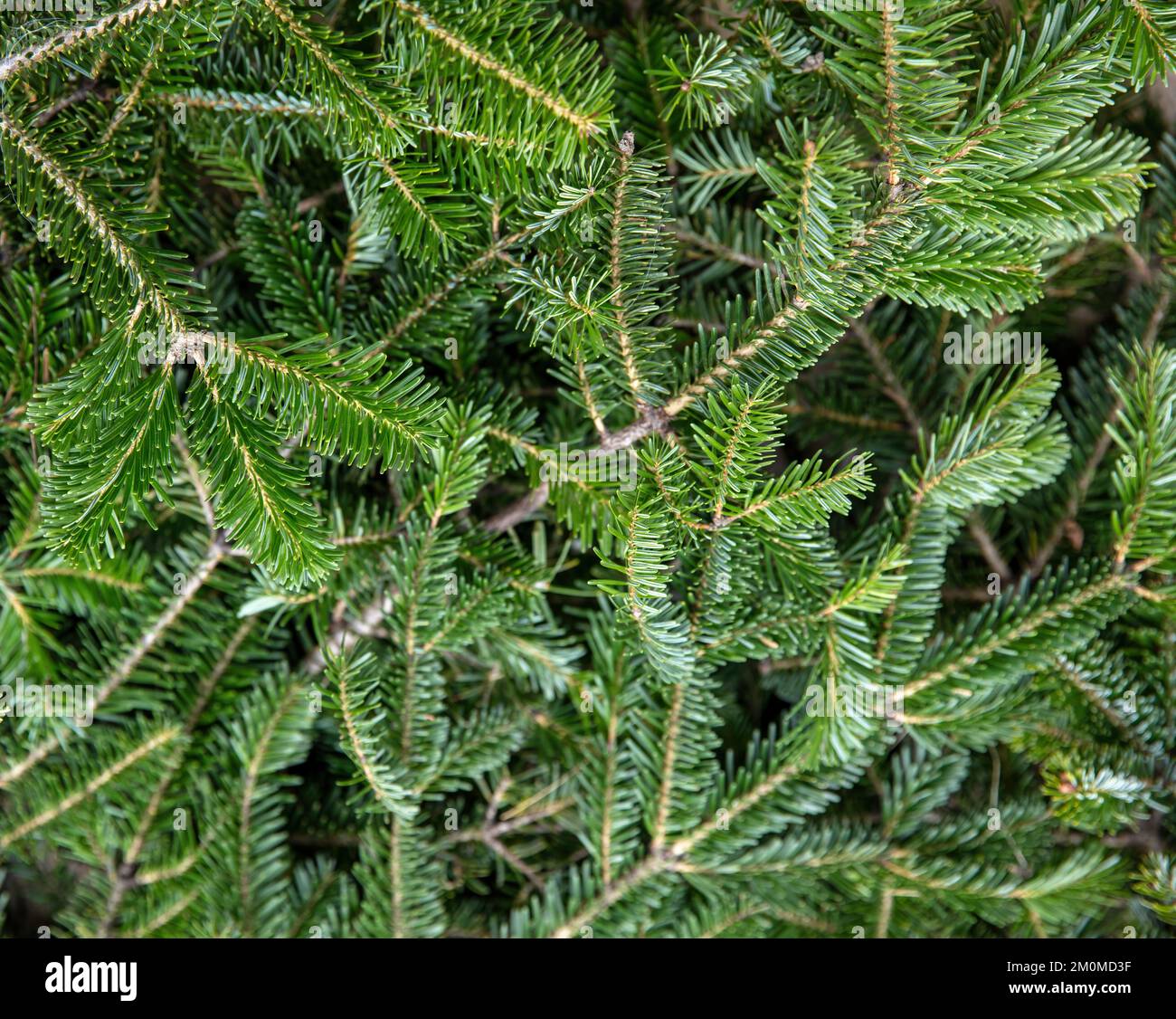 Collection branches hi-res stock photography and images - Alamy