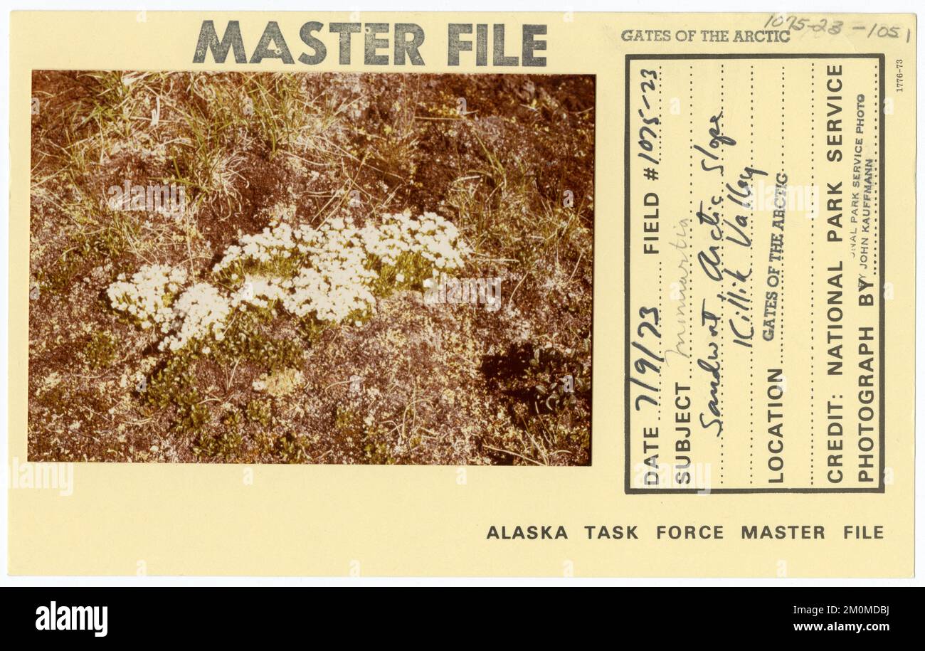 Minuartia sandwort, Arctic Slope Killik Valley. Alaska Task Force Photographs Stock Photo