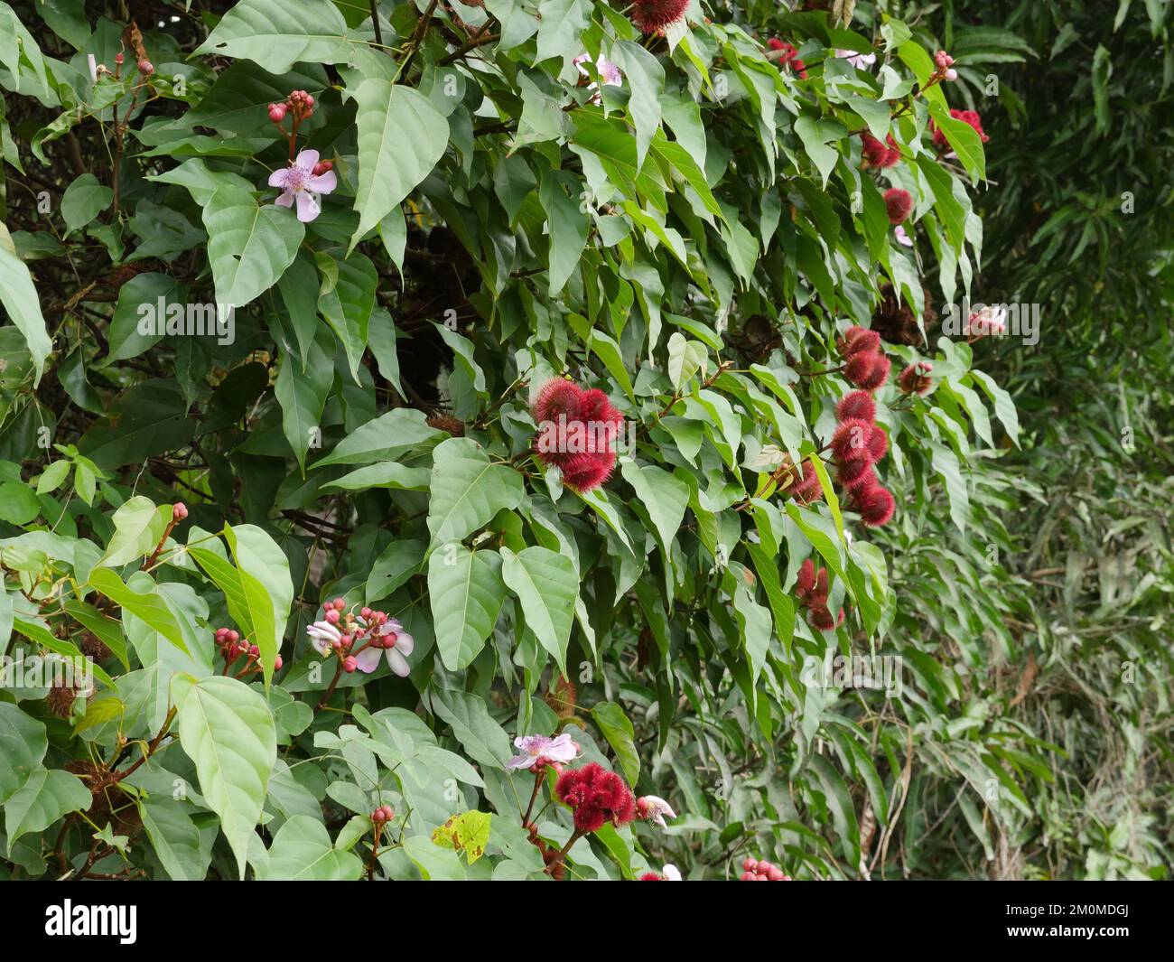 A closeup of blooming red Bixa orellana with green leaves Stock Photo