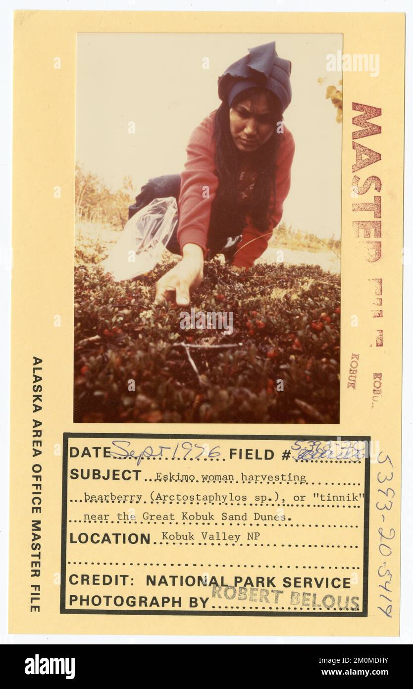 Eskimo woman harvesting 'tinnik' of bearberry (Arctostaphylos sp.) near Great Kobuk Sand Dunes. Alaska Task Force Photographs Stock Photo