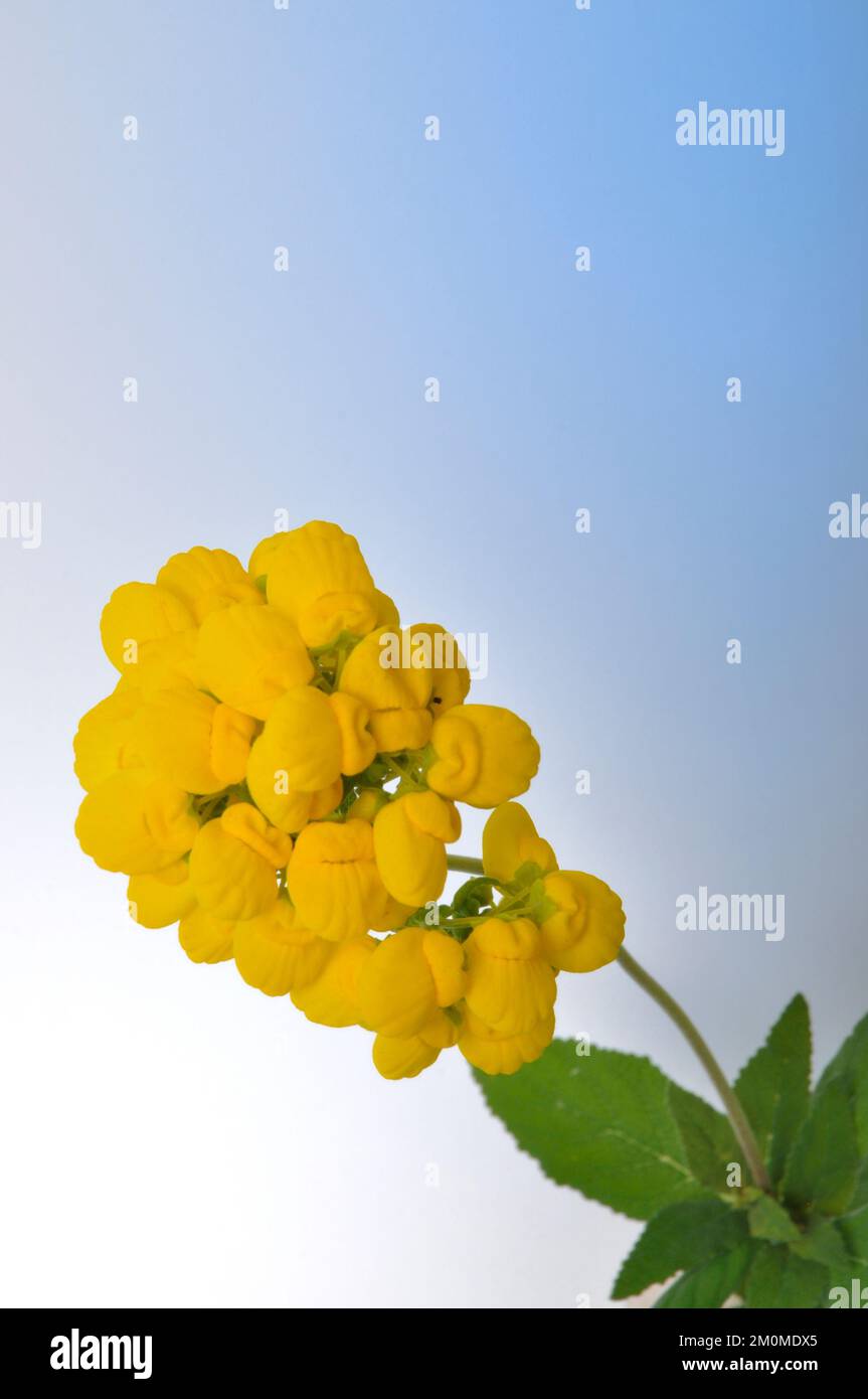 Calceolaria flowers on a white background Stock Photo