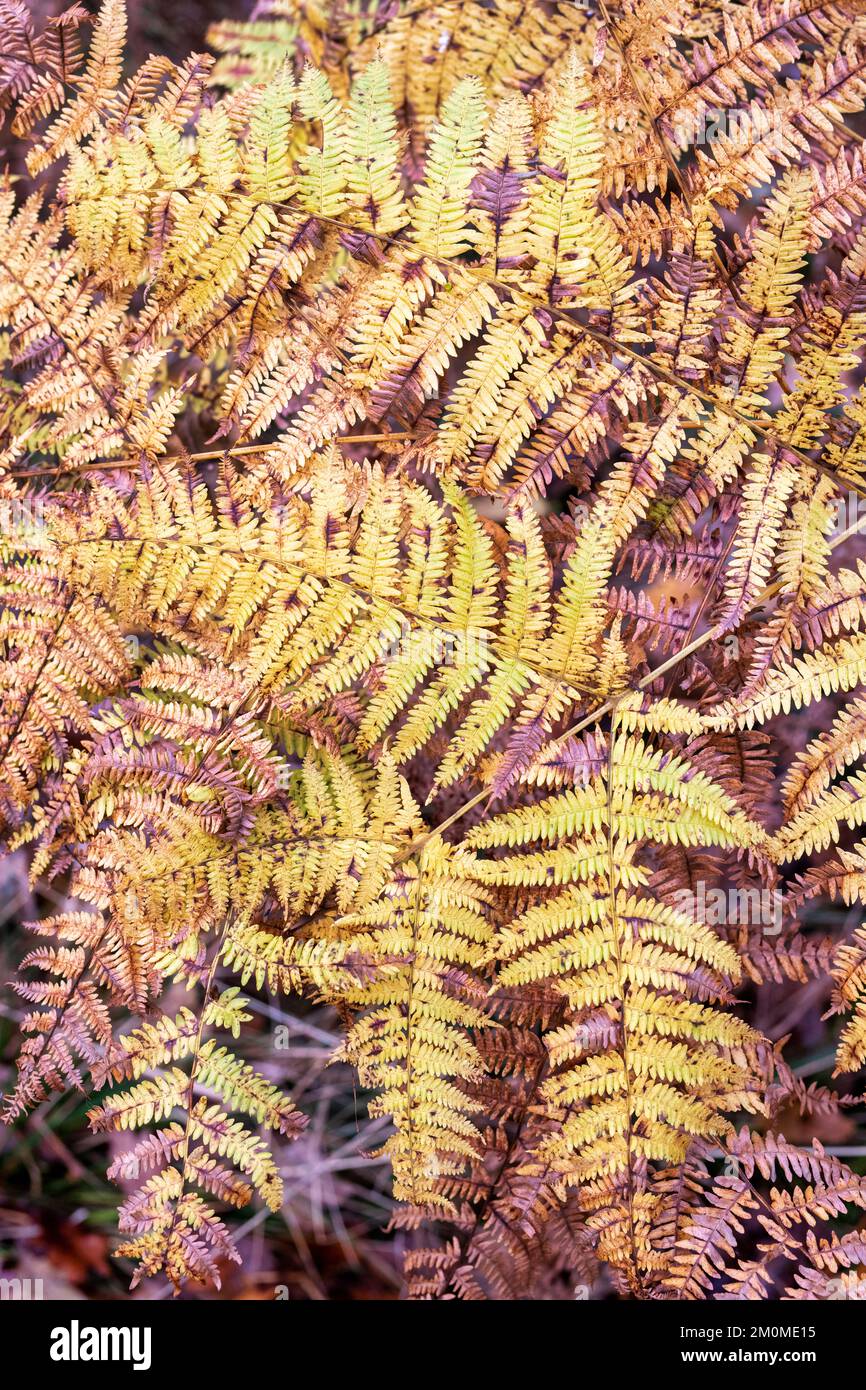 Autumn bracken fern pattern in an English woodland Stock Photo
