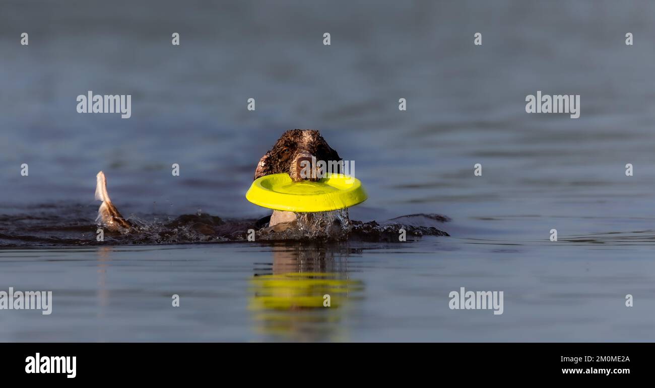 Spanish water dog playing in the water with a frisbee Stock Photo - Alamy