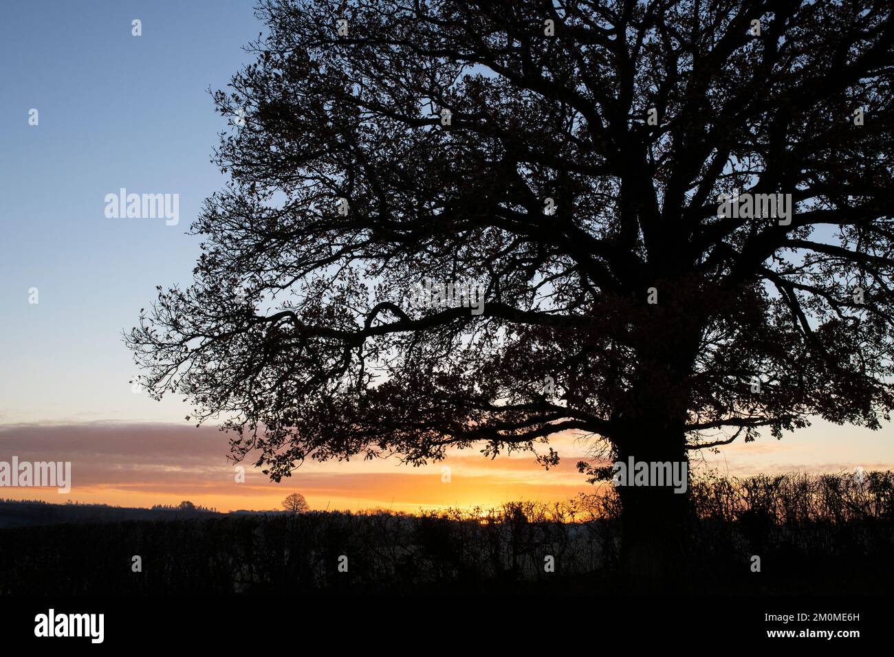 Silhouette oak trees at sunrise in the english countryside. Oxfordshire. UK Stock Photo
