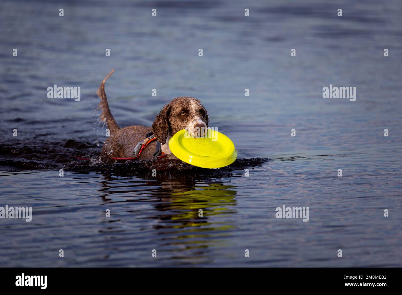 Spanish water dog playing in the water with a frisbee Stock Photo - Alamy