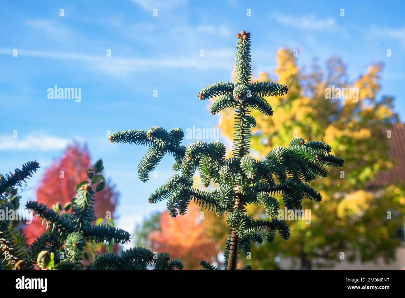 Scenic view of the top of a Spanish fir (Abies pinsapo) on a sunny day in autumn Stock Photo