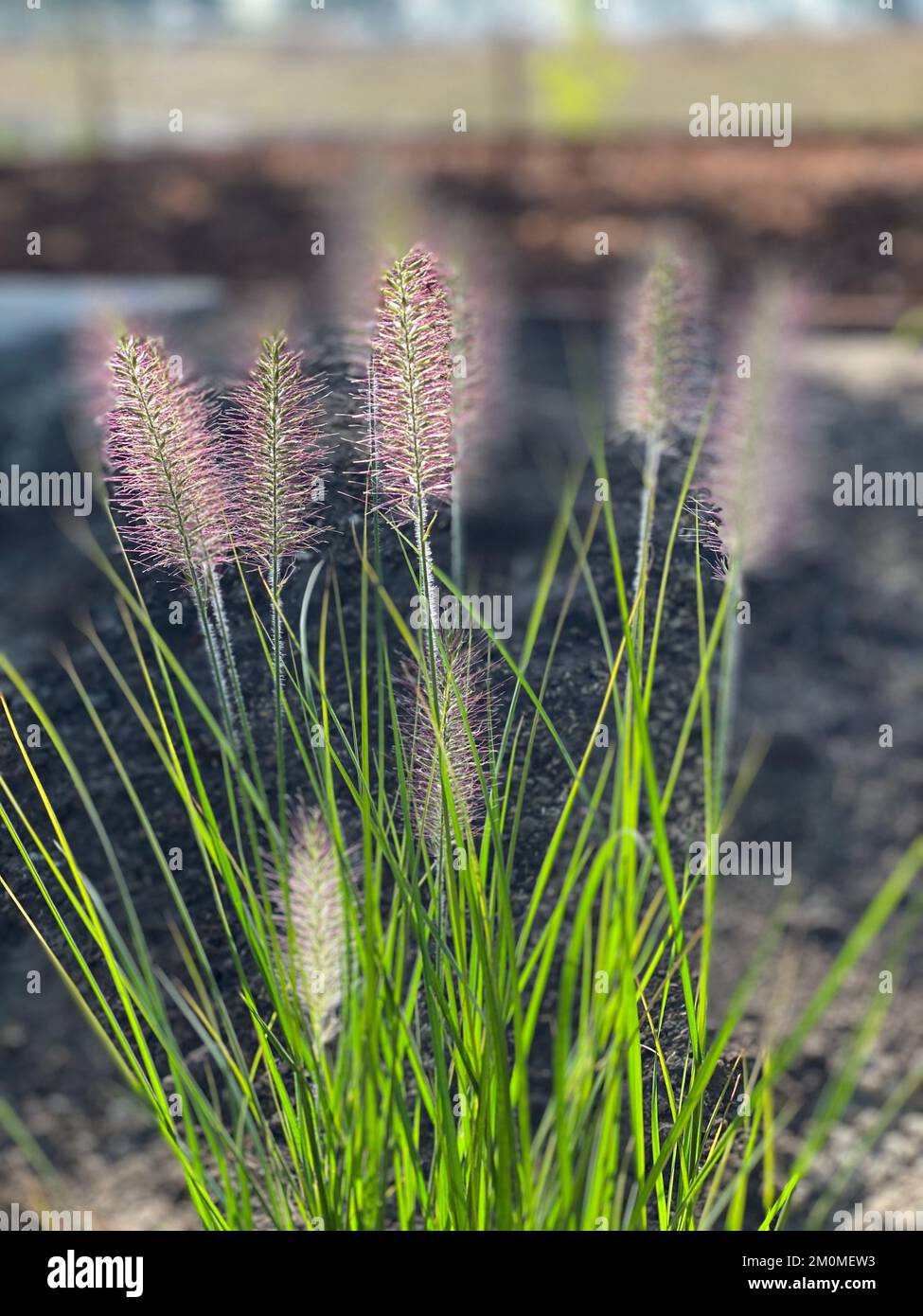 Pennisetum alopecuroides 'Hameln'. Chinese fountain grass 'Hameln' Stock Photo
