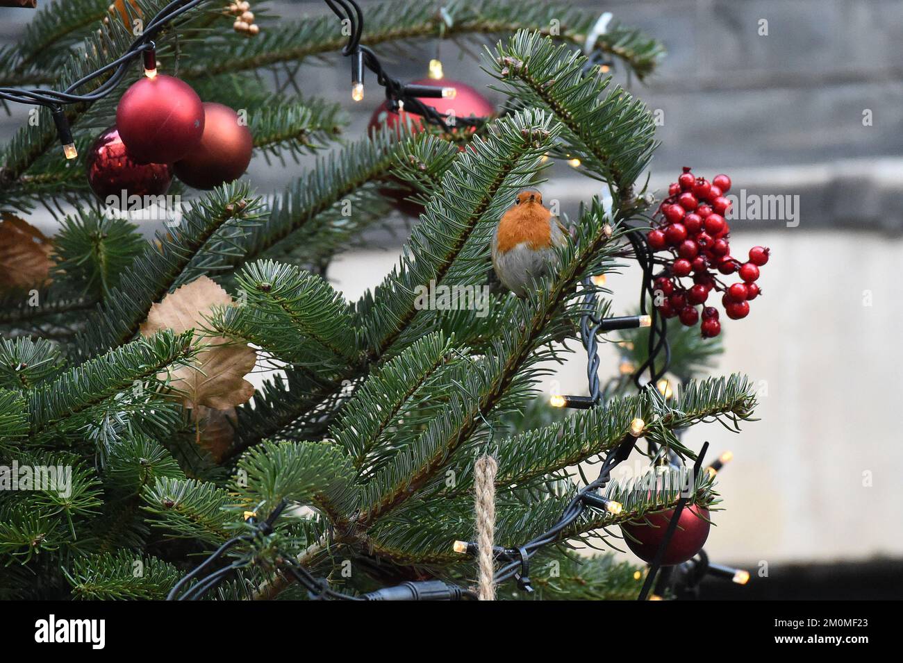 London, UK. 07th Dec, 2022. London UK 7th Dec 22. A Robin sits in the Downing Street Christmas Tree Credit: MARTIN DALTON/Alamy Live News Stock Photo