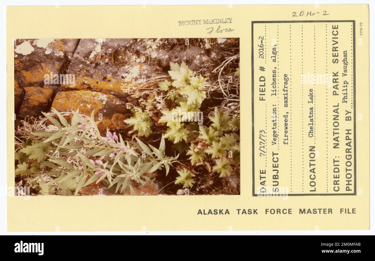 Vegetation: lichens, alga, fireweed, saxifrage. Alaska Task Force Photographs Stock Photo