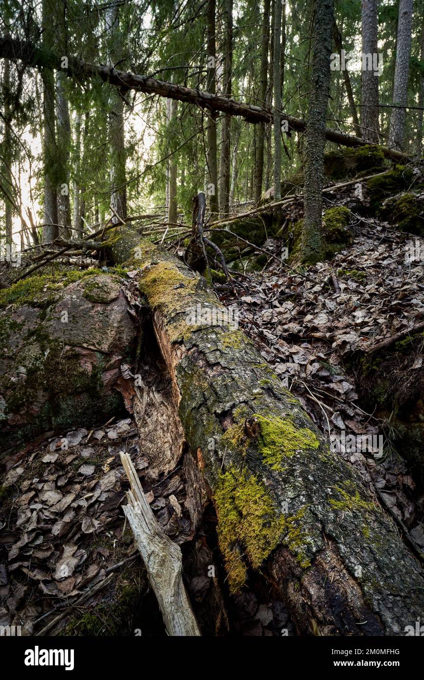 A forest path surrounded by dense trees Stock Photo - Alamy