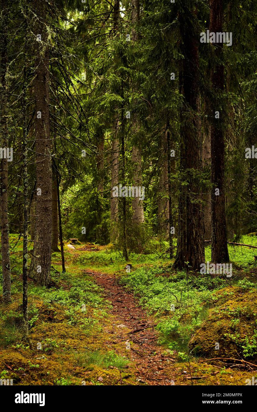 A forest path surrounded by dense trees Stock Photo - Alamy