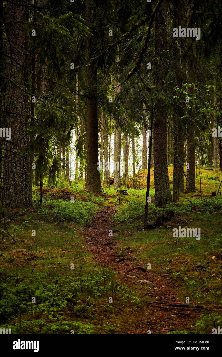 A forest path surrounded by dense trees Stock Photo - Alamy