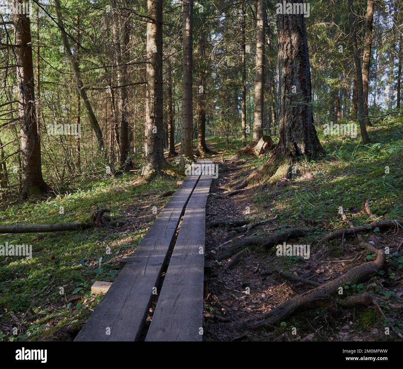 A forest path surrounded by dense trees Stock Photo - Alamy